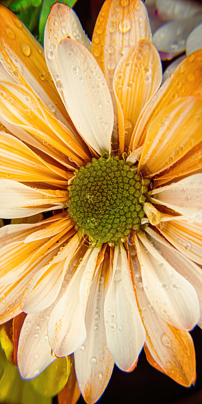 Droplets of water sit on this daisy with white and orange colored pedals