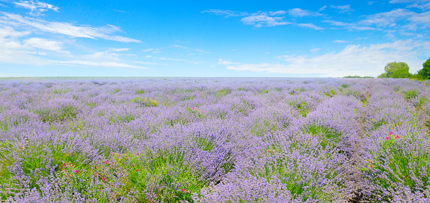 Lavender flower field and blue sky. Agricultural landscape. Wide photo.