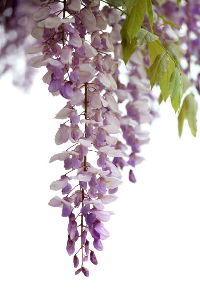 istock Blooming wisteria isolated on white 1395766138