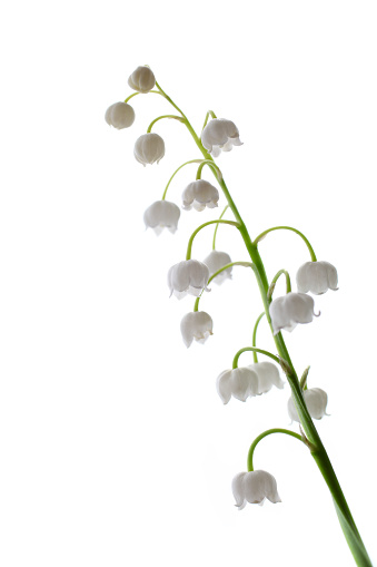 lily of the valley flower on white