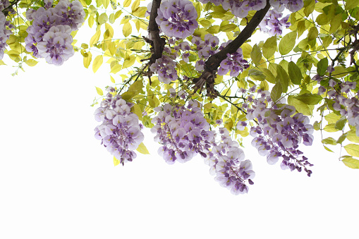 Blooming wisteria in spring, view from below