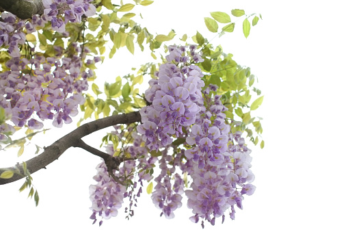 Blooming wisteria in spring, on white background