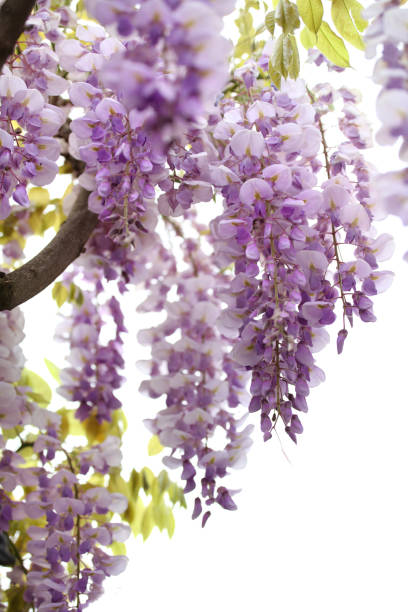 Blooming wisteria in spring, on white background