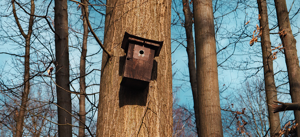 tree with a birdhouse, looking up at the trees in the forest