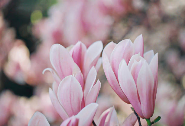 공원에서 목련 꽃. 자연스러운 흐릿한 배경. 얕은 피사계 심도. 필름 스타일의 오래된 렌즈. 스캔한 필름 이미지. - sweet magnolia tree blossom white 뉴스 사진 이미지