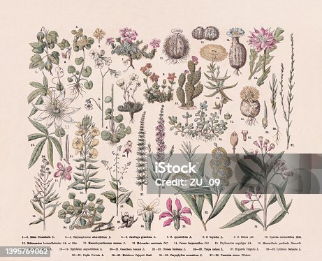 istock Flowering plants (Eudicotidae), hand-colored wood engraving, published in 1887 1395769062