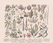 istock Flowering plants (Eudicotidae), hand-colored wood engraving, published in 1887 1395769062