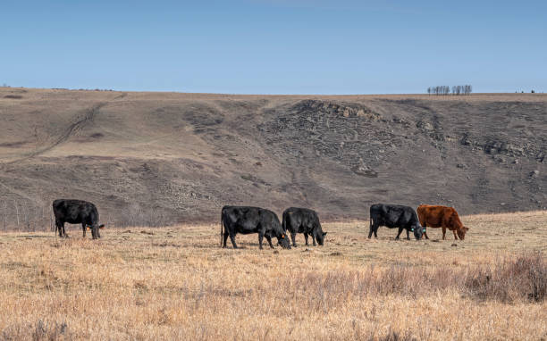 istock Cattle in a Pasture near Cochrane 1395769094