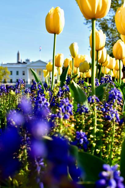 Flowers on Lafayette Square with The White House in background