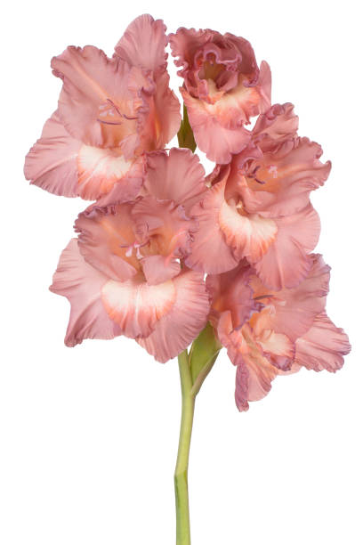 istock gladiolus flower isolated 1395769823