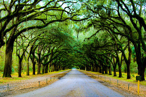 Road covered in trees at the Wormsloe Historic Site in Savannah, Georgia