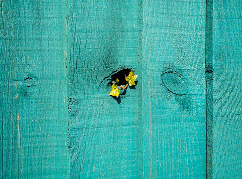 A turquoise coloured wooden fence with a knot-hole through which small bright green leaves of ivy are peeping.