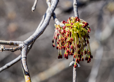 Close-up of the new leaves that are starting to grow on the branch of a box elder tree growing in a forest on a warm sunny spring day with a blurred background.