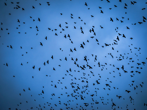 Flock of snow goose flying. 600mm lens. Canon 1Dx.