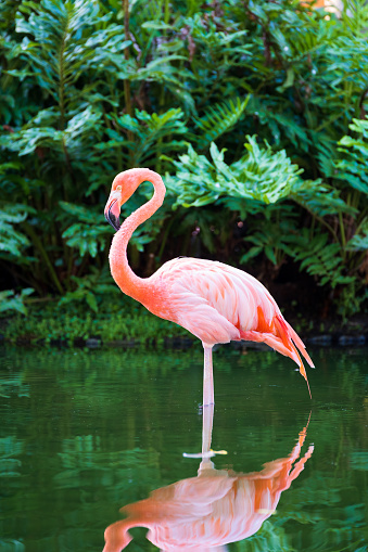 One pink flamingos standing in the water with reflections.