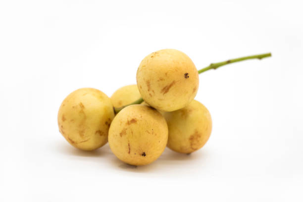 istock fresh Baccaurea motleyana also known as lotkon isolate on white background 1395773695