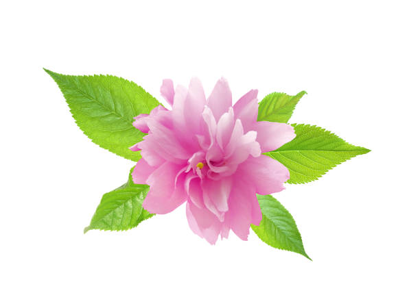 Sakura flower (decorative terry cherry) with leaves close-up isolated on white background. Floral design element.