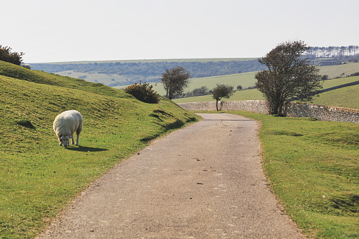 Lambs and sheep on green grass, Birling Gap, United Kingdom