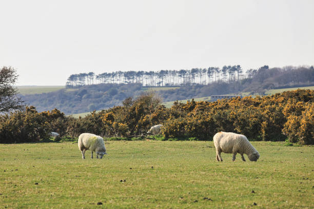 istock Lambs and sheep on green grass 1395774197