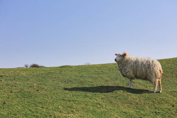 istock Lambs and sheep on green grass 1395774200