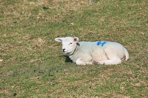 A shorn sheep with a woolly body and smiling face lies on sunlit grass, looking directly at the camera.