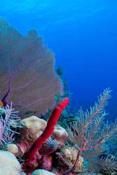 istock Caribbean marine life 1395775002