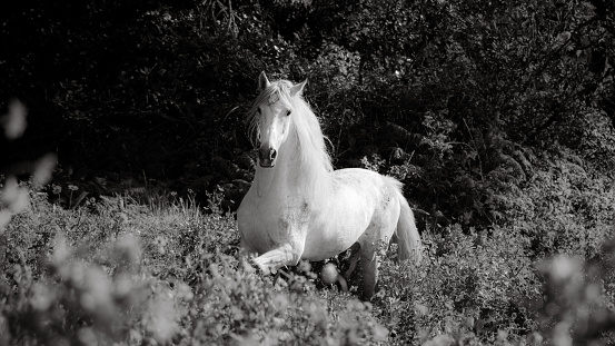 Clydesdale horse eating