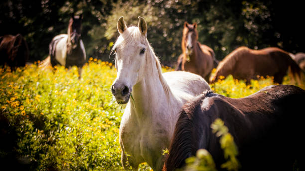 Horses on flower field, outdoors, cute and happy animals. stock photo