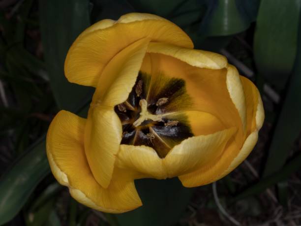 istock Yellow & Black Tulip Beginning To Open. 1395776511