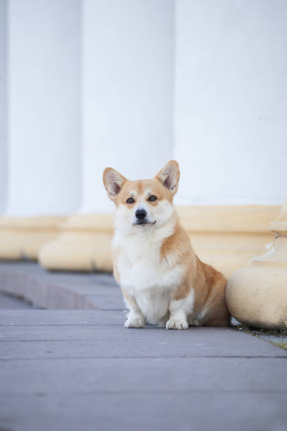 istock Welsh corgi pembroke in a beautiful park 1395776614
