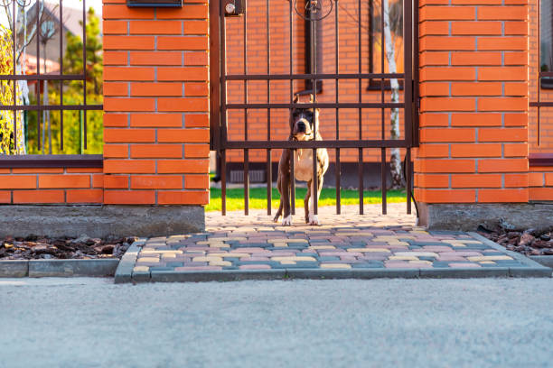 dog peeking out from behind a fence near the house