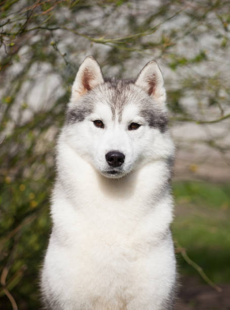 istock Gray siberian husky outdoors portrait 1395777240