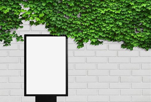 blank billboard in front of ivy covered white wall