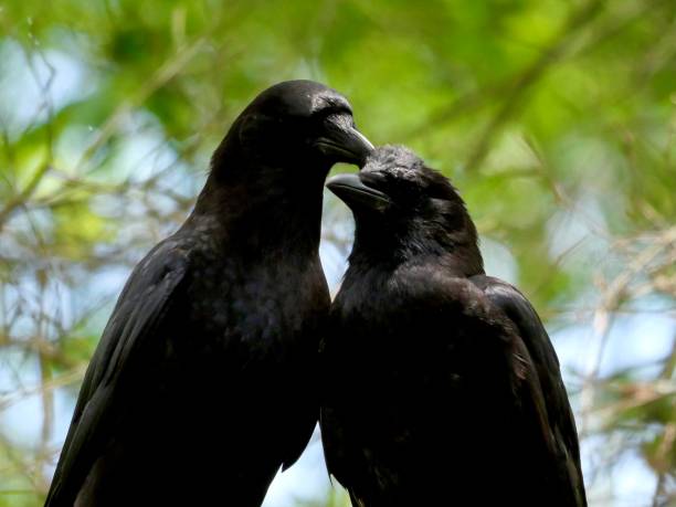 istock Adult and juvenile American Crow 1395777527