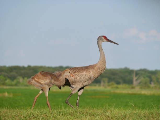 istock One month old Sandhillcrane 1395777530