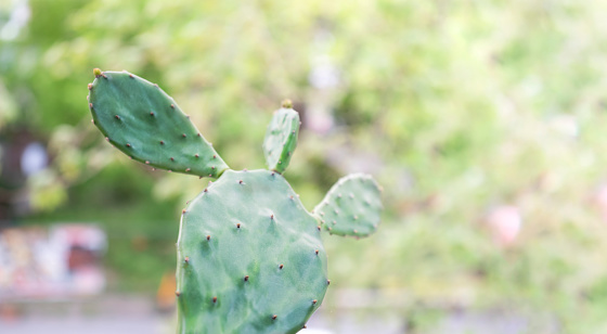 cactus in front of blurred background