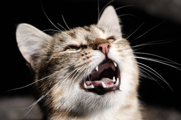 divertido gato callejero pide comida en voz alta. retrato de hermosa mascota de gato callejero. - miaowing fotografías e imágenes de stock