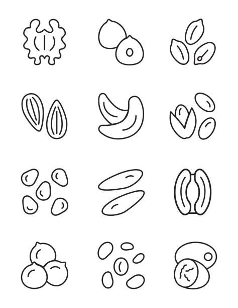 orzechy i nasiona w płaskim projekcie wektorowy zestaw ilustracji - pine nut stock illustrations
