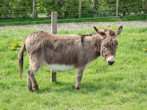 istock Miniature Grey Donkey Scratching On Fence. 1395780009