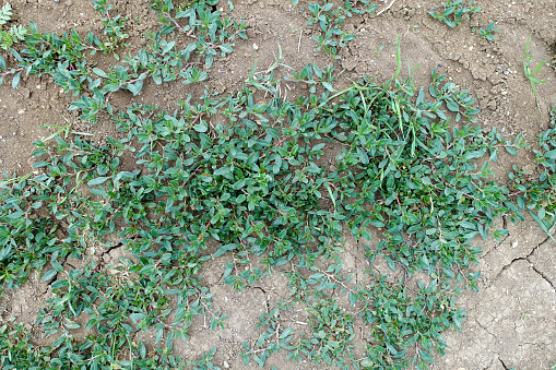 Gathering madmak grass in the field, madmak herb in Turkey, madmak plant for cooking,