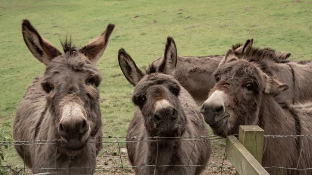 istock Miniature Donkey Friends. 1395780989