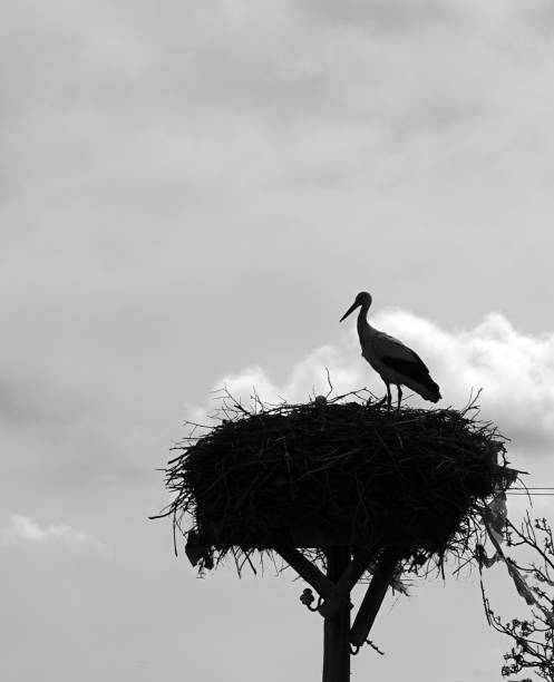 istock stork silhouette in stork's nest at night, stork silhouette shot, 1395781015