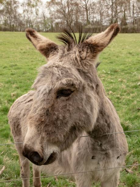 istock Miniature Grey Donkey Portrait. 1395781110