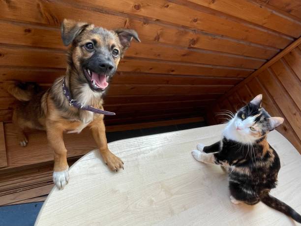 istock puppy and cat 1395781944