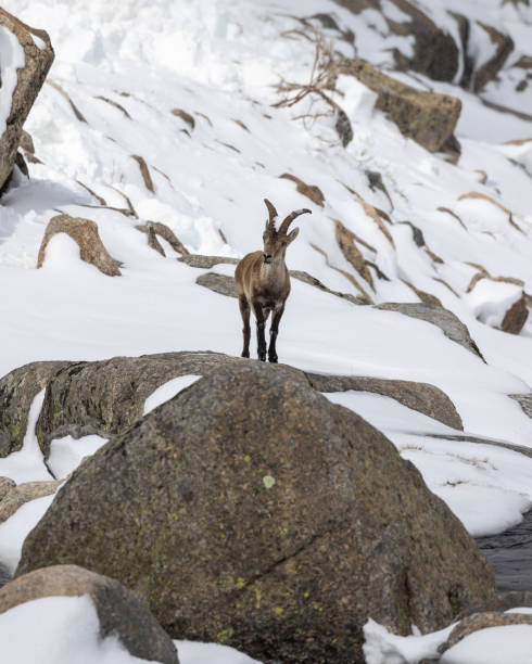 istock A Iberian Ibex, Capra pyrenaica, standing on rock on snowy hillside 1395782834