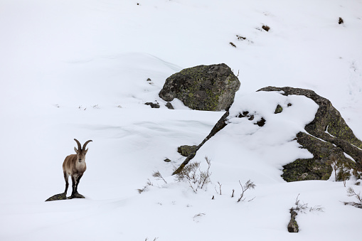 A bighorn mountain sheep close-up photo taken in Jasper National park