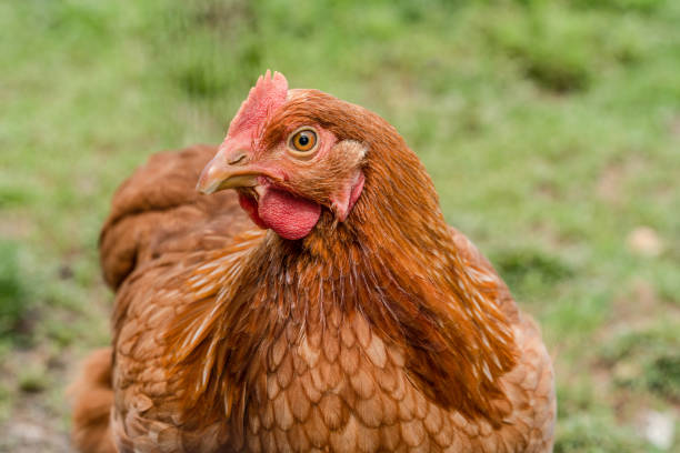 Chicken on Free Range Poultry Farm stock photo