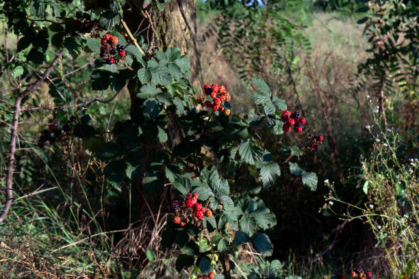 The wild blackberries in nature stock photo