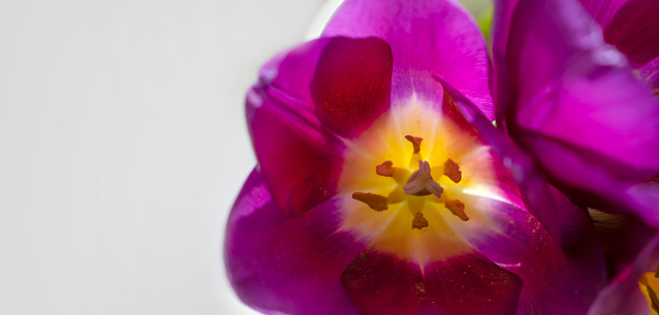 Crocus tommasinianus Ruby Giant in flower in springtime, England, United Kingdom