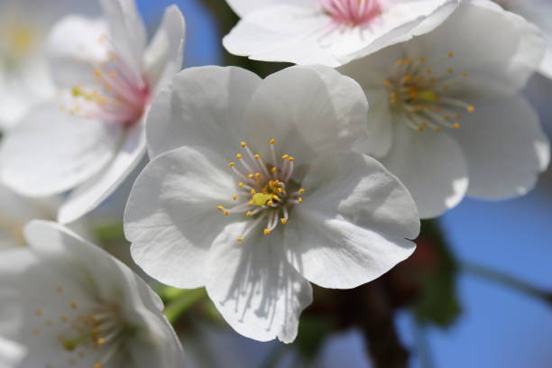 istock a white prunus blossom flower closeup 1395785443